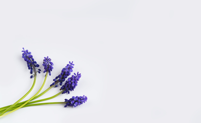 white background, spring flower, plant, 4K, fragility, spring, petal, flower, common grape hyacinth, text dom, cut out, studio shot, vulnerability, nature