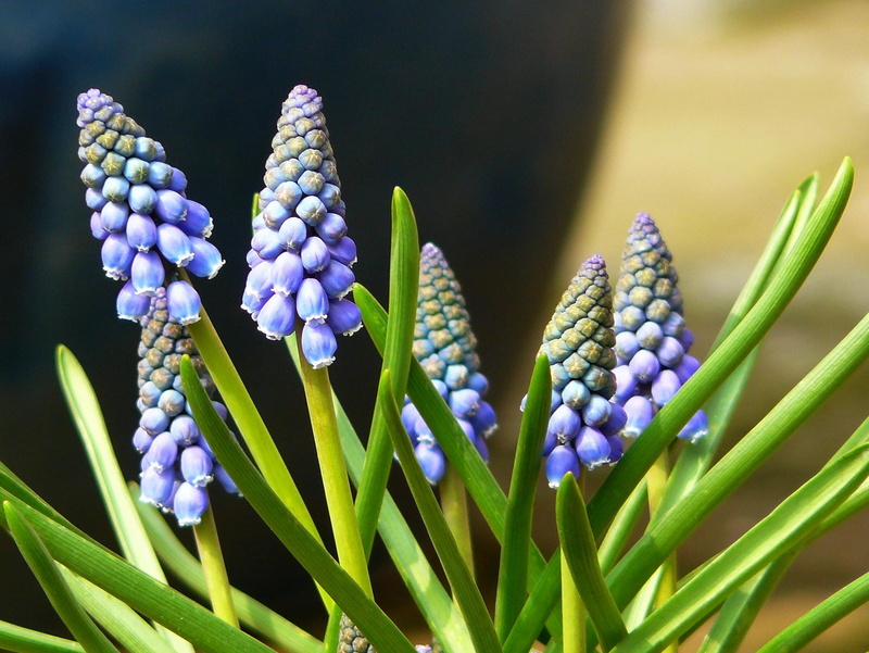 plant, no people, outdoors, traubenförmige inflorescences, nature, fragility, beauty In Nature, hyacinth, petaled, flower head, stengel, colorful, selective focus