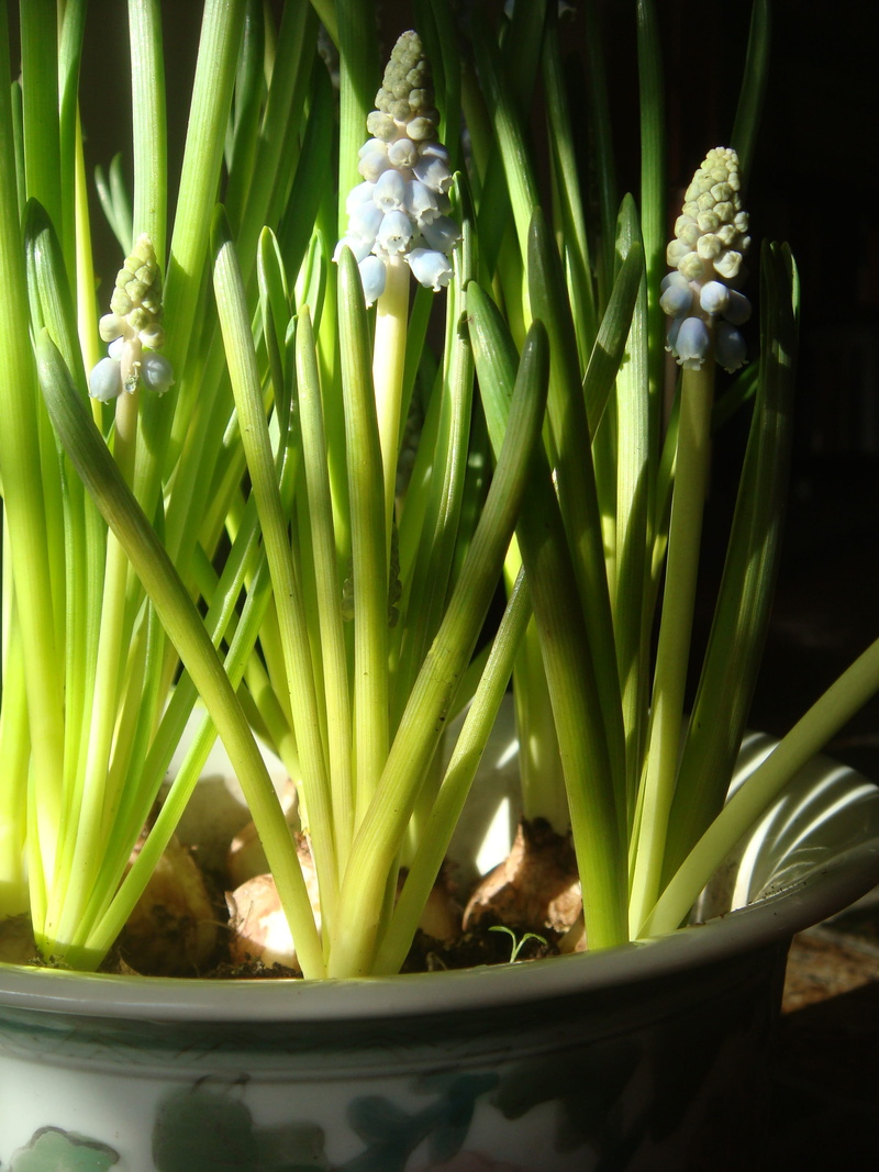 Muscari Botryoides, spring flower, stem, vegetable, food and drink, muscari, no people, bulbs, 2K, nature, Flower Pot, high angle view, growth, Sunlight