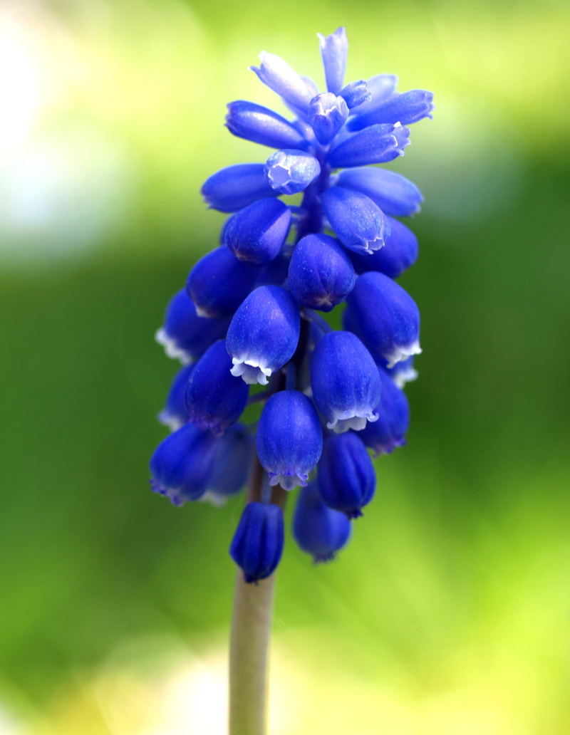 flowering, neophyte, outdoor, flowering plant, botany, nature, 1080P, flower head, purple, muscari botryoides, plant, selective, petaled, petal, photo