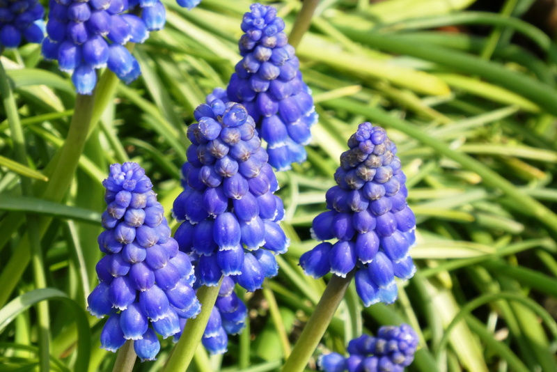 bloom, no people, healthy eating, day, blue, vulnerability, focus on foreground, garden plant, flower, beauty in nature, fragility, bunch of flowers, spring