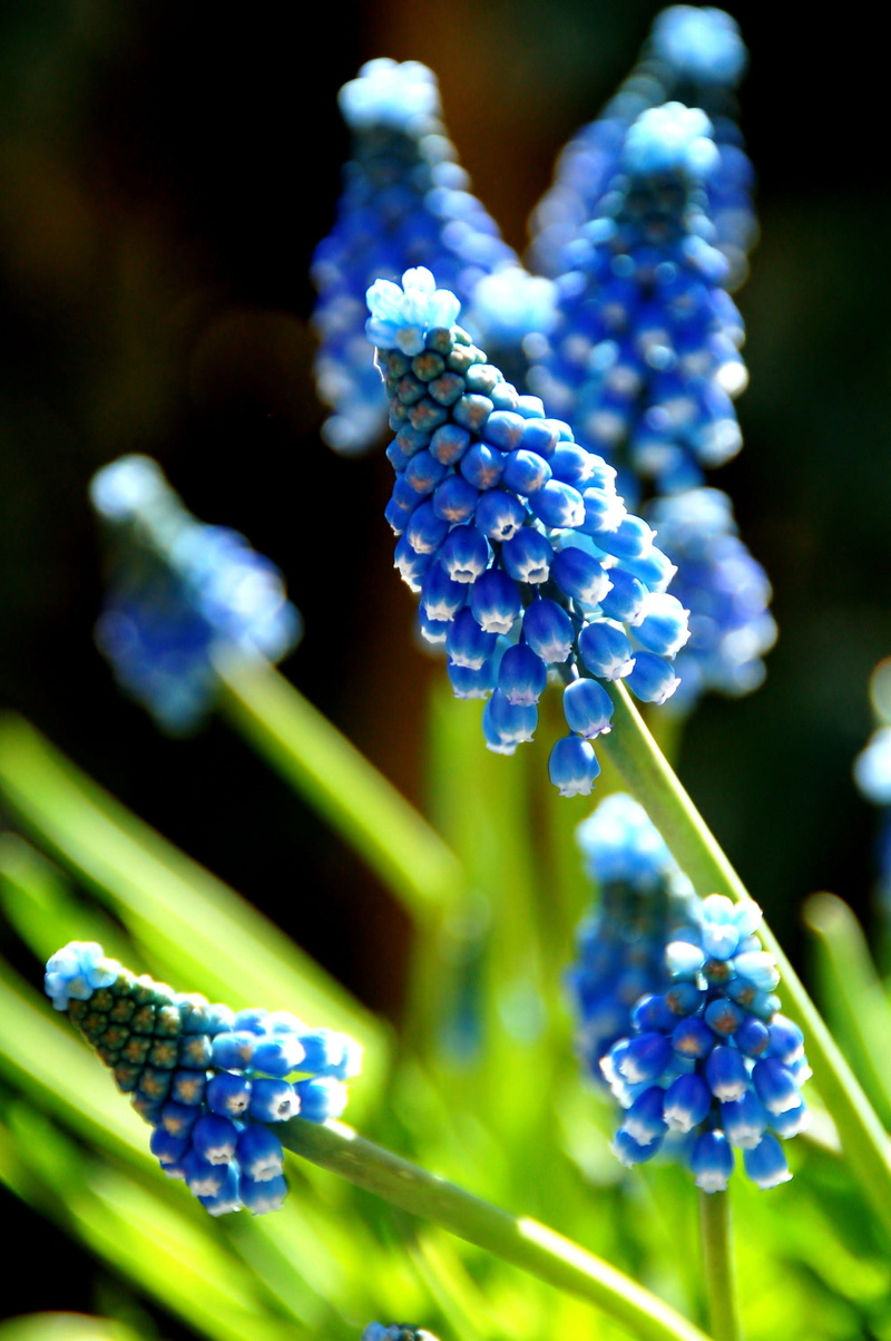 hyacinth, blue, beauty in nature, muscari botryoides, selective focus, freshness, no people, 2K, inflorescence, close-up, plant, outdoors, flower, purple