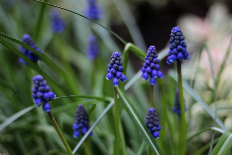 vulnerability, merry, no people, hyacinth, beauty in nature, focus on foreground, green color, selective focus, fragility, outdoors, nature, blue green