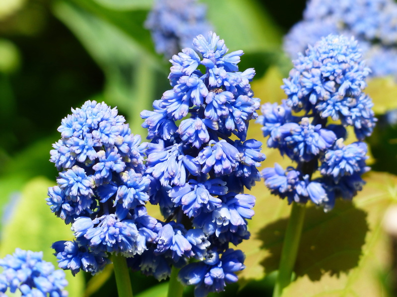 bloom, flower head, muscari, asparagaceae, sunlight, plant, inflorescence, blue, asparagus plant, close-up, outdoors, lilac, colorful, flowering plant