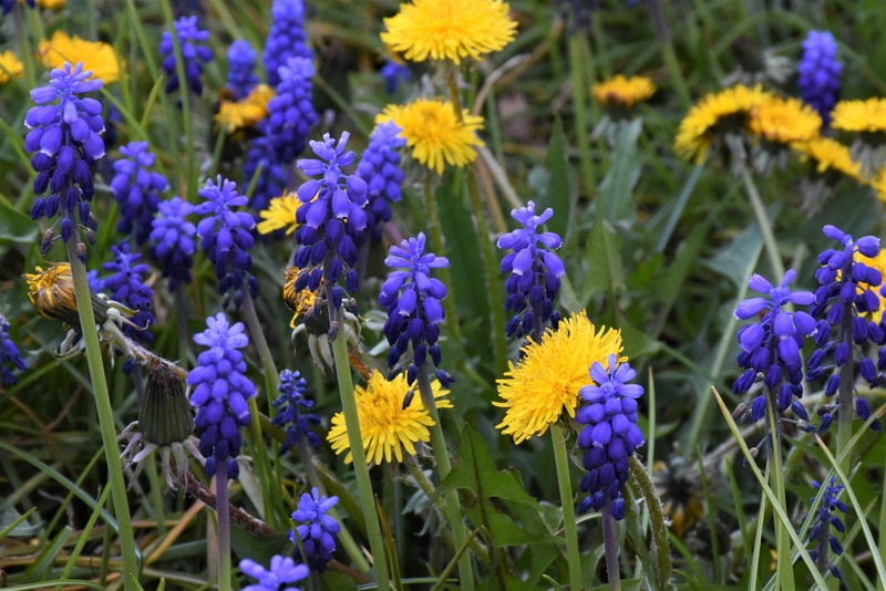day, vulnerability, ornamental plant, 4K, close-up, spring flower, inflorescences, no people, blossom, nature, flowerbed, muscari, purple, petal, focus on foreground