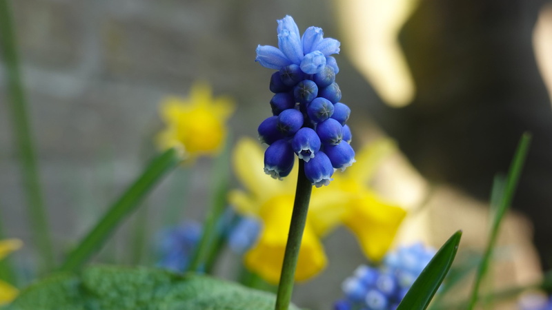 petal, plant stem, focus on foreground, beauty in nature, softness, flower head, nature, flower, selective focus, spring, flowering plant, no people, outdoors