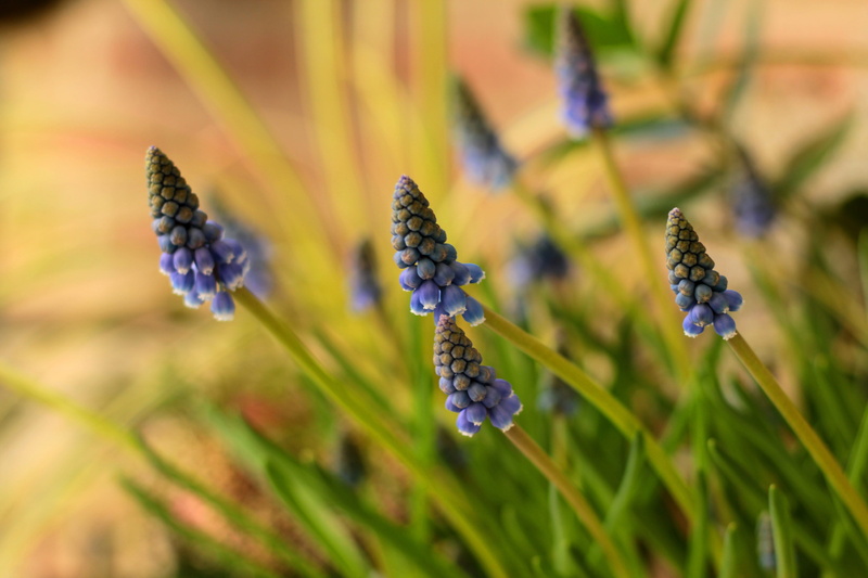beauty in nature, inflorescence, nature, bloom, muscari, 5K, outdoors, muscari botryoides, focus on foreground, freshness, spring, growth, flower head