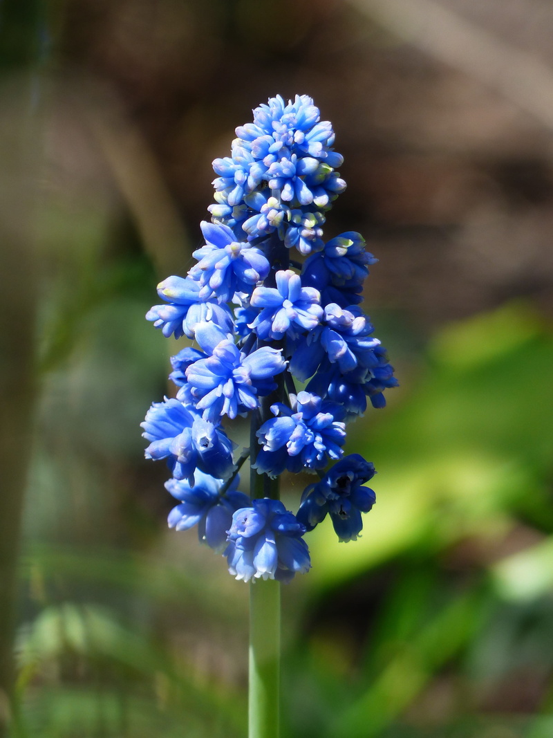 inflorescences, hanging, no people, plant stem, garden plant, close-up, ornamental plant, Hyacinth, traubenförmige inflorescences, flower, muscari botryoides