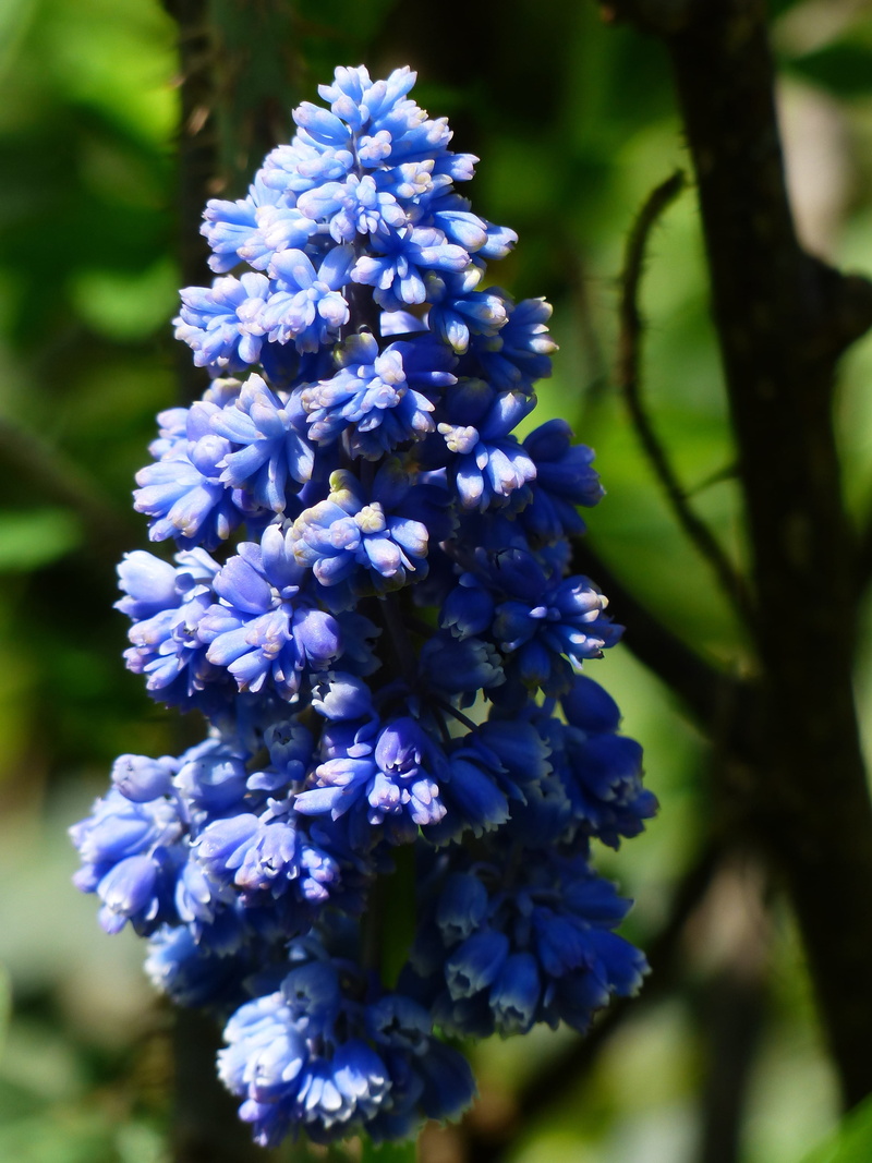 plant, lilac, blossom, inflorescences, traubenförmige inflorescences, hyacinth, flowering plant, garden, focus on foreground, purple, bloom, bell, muscari armeniacum