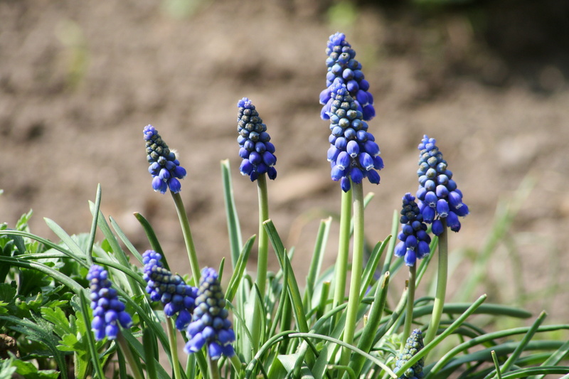 flower, plant, focus on foreground, land, flower head, growth, hyacinth, flowering plant, bunch of flowers, fragility, blue, vulnerability, Flower, freshness