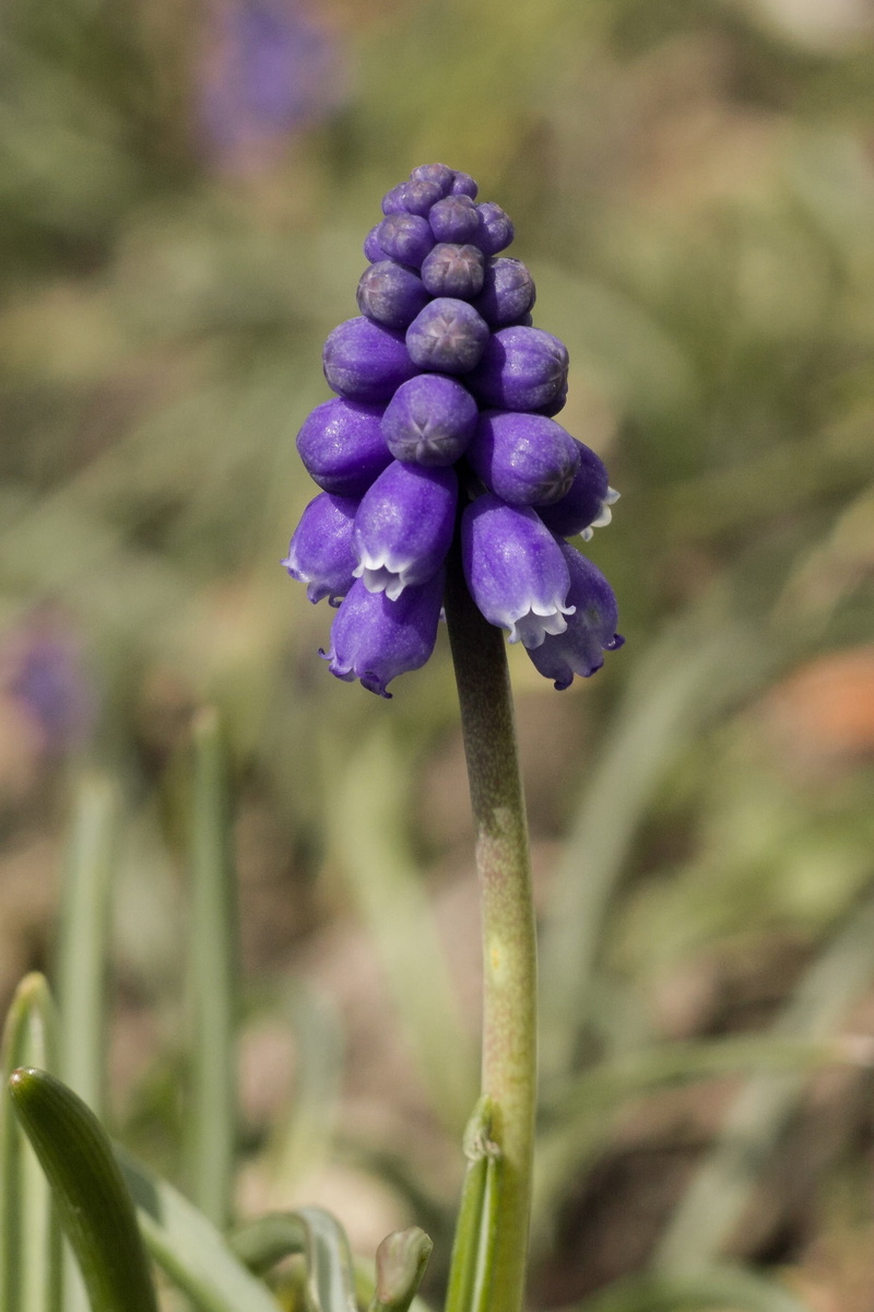 bloom, close-up, selective focus, soft focus, flowering plant, flower, beauty in nature, traubenförmige inflorescences, flower head, 1080P, muscari, vulnerability