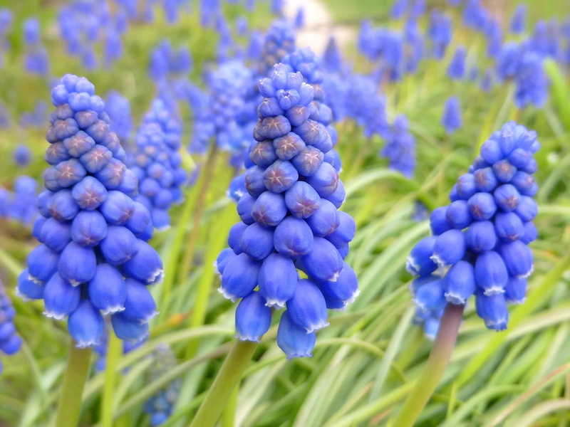 plant, growth, flower garden, muscari neglectum, day, vulnerability, flowering plant, 1080P, land, gyöngyike, petal, no people, flower head, beauty in nature
