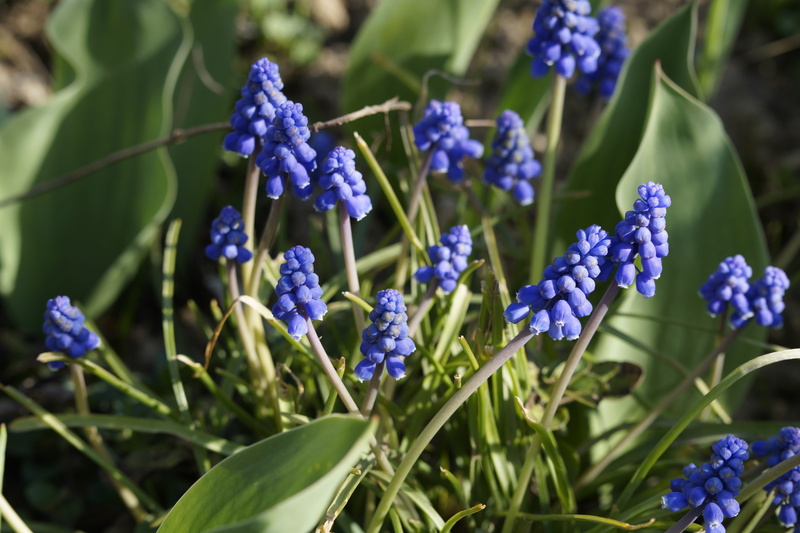 day, plant, bloom, lavender, focus on foreground, purple, spring, green color, vulnerability, 5K, flower head, garden plant, flower, outdoors, fragility