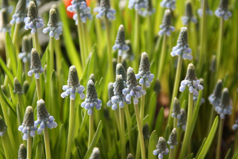 muscari armeniacum, vulnerability, land, beauty in nature, day, no people, close-up, flower, green color, muscari, grass, traubenförmige inflorescences