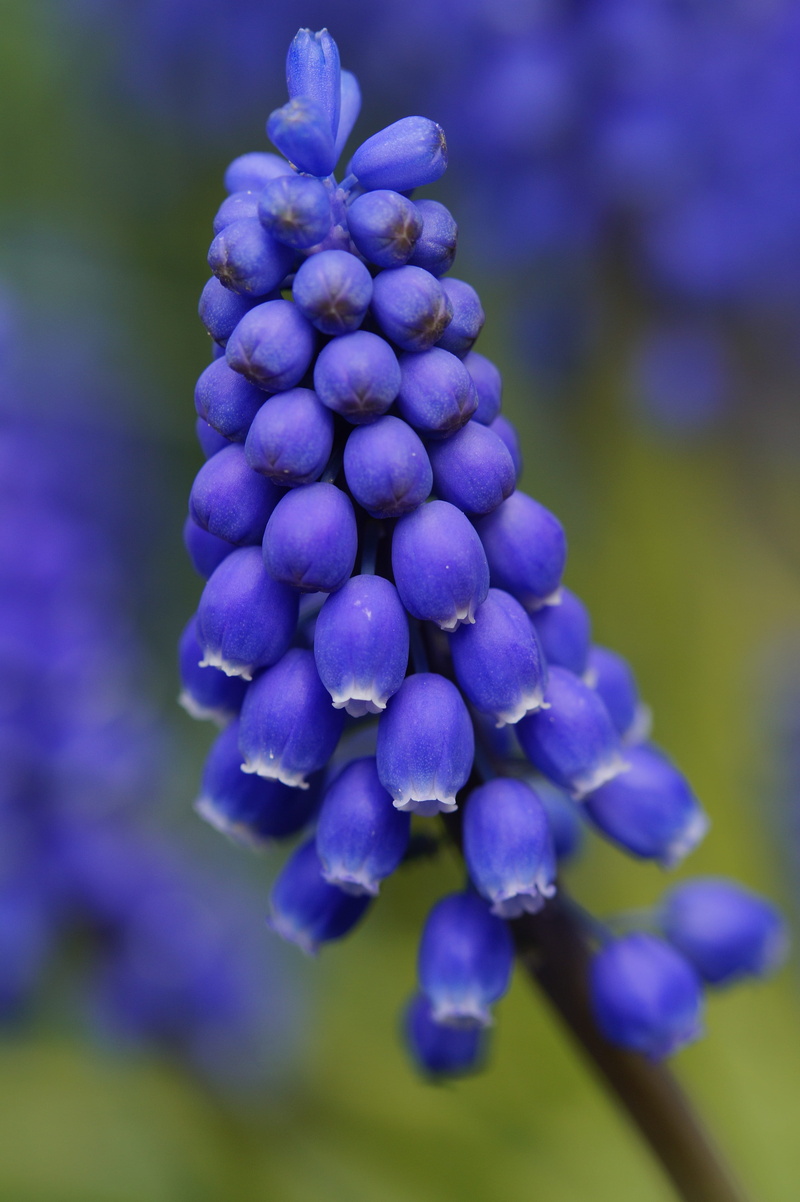 Bloom, Blossom, focus on foreground, macro, Hyacinth, beauty in nature, Flower, spring, purple, lilac, muscari, early bloomer, nature, traubenförmige inflorescences