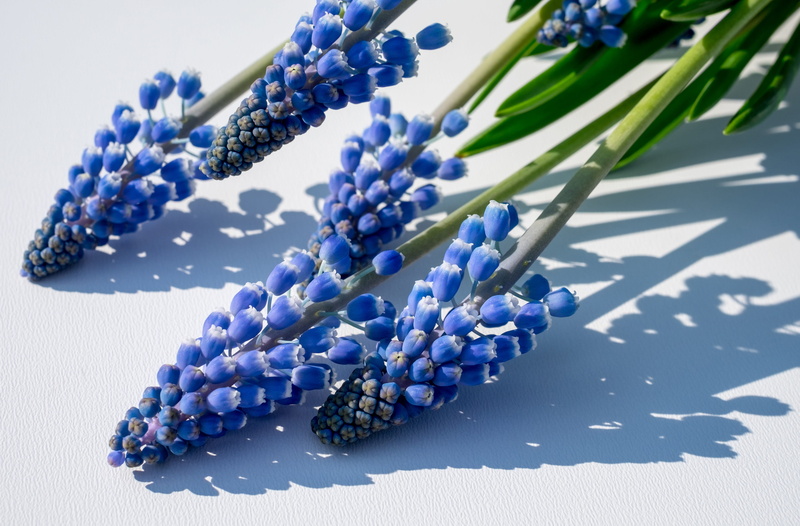bead, pearl jewelry, garden plant, necklace, flowering plant, fashion, zwiebelpflanze, plant, nature, 4K, asparagaceae, inflorescences, purple, no people