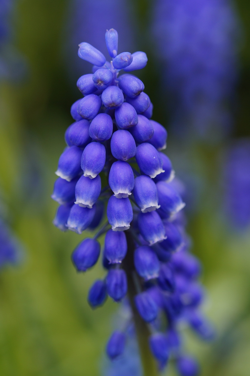 macro, blossom, petal, early bloomer, hyacinth, day, close, garden, 5K, springtime, inflorescences, vulnerability, growth, spring, no people, inflorescence
