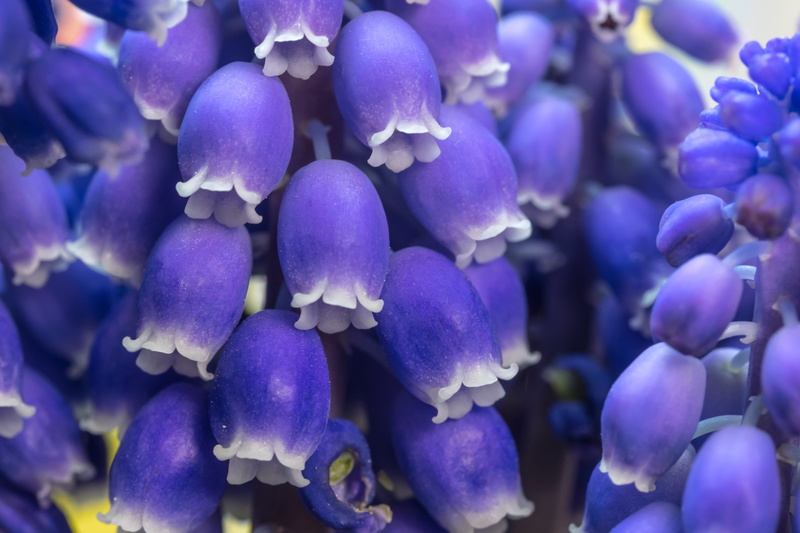 grape, photo, flora, ornamental garden, spring, petal, 4K, garden plant, colorful, hanging, muscari racemosum, beauty in nature, bright, flower head, blossom