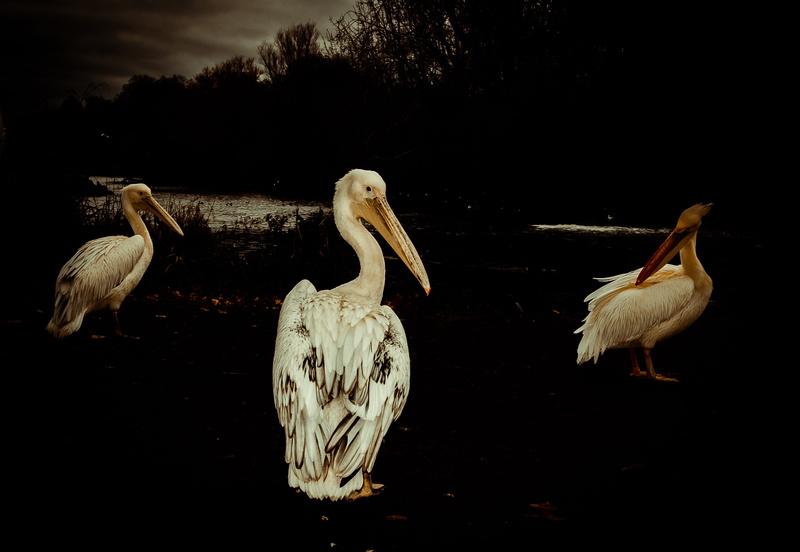 event, clap, tree, gathering, fun, carols, pelican, lake, bird, stage, land, animal, nightlife, vertebrate, crowd, fan, animal wildlife, funny, clear, full length