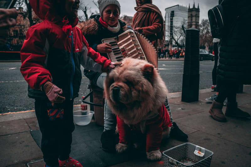 people, men, pets, person, helmet, domestic animals, 5K, lifestyles, yellow, pet owner, musical instrument, canine, dog, playing, united kingdom, transportation