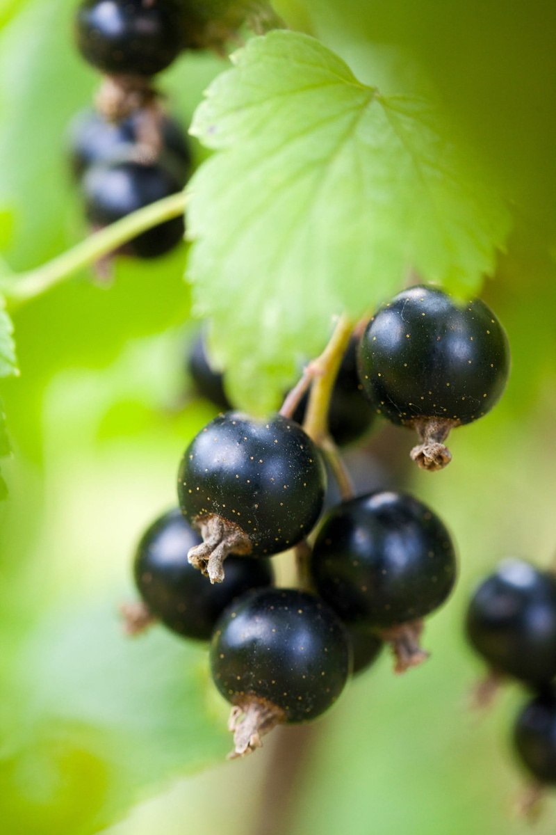berry, selective focus, plant, freshness, fruits, outdoors, black, healthy eating, food and drink, focus on foreground, harvest, growth, beauty in nature