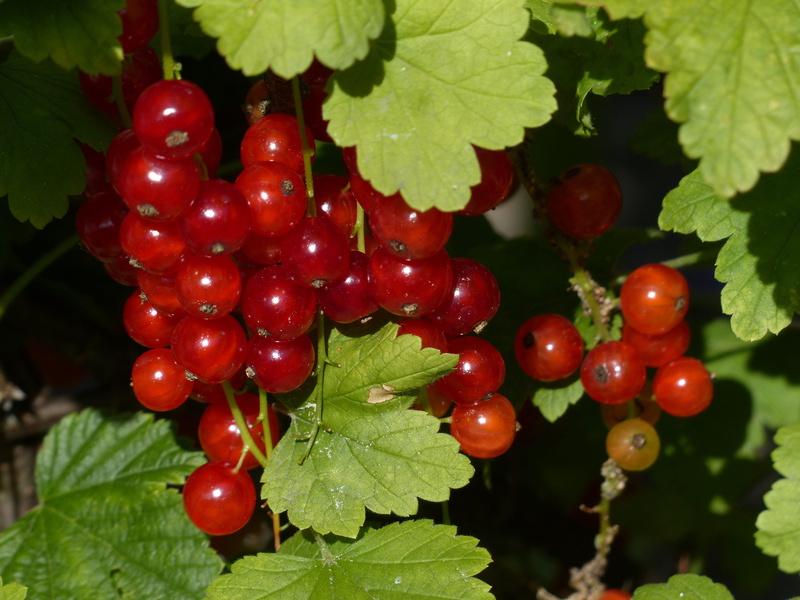 no people, ripe, green Color, freshness, Red Currant, food, beauty in nature, summer fruit, ribes rubrum, traeuble, fruit, berries, nature, garden, currant