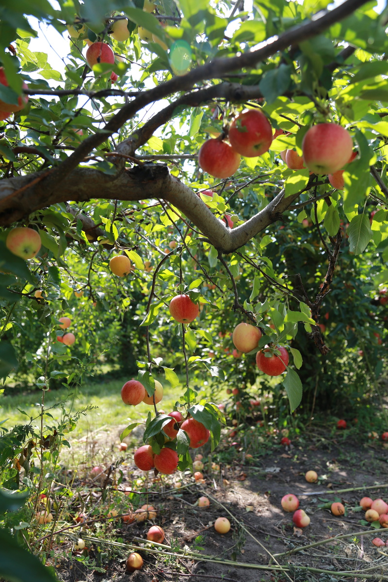 agriculture, tree, ripe, orchard, growth, delicious, wellbeing, wood, food and drink, plant part, nature, 5K, green color, branch, leaf, no people, day