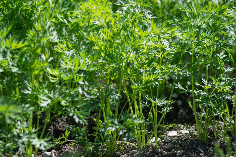 in the garden, leaf, green, Carrots, land, plant part, full frame, foliage, bio, agriculture, outdoors, lush foliage, grass, of course, green Color, summer