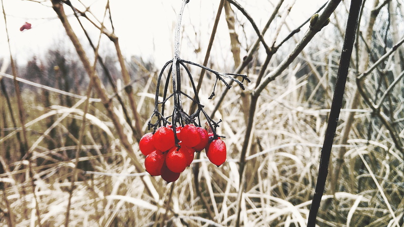 freshness, day, berries, field, ripe, no people, land, growth, outdoors, dry, plants, 720P, close-up, food, fruit, red, branch, twig, berry fruit, nature