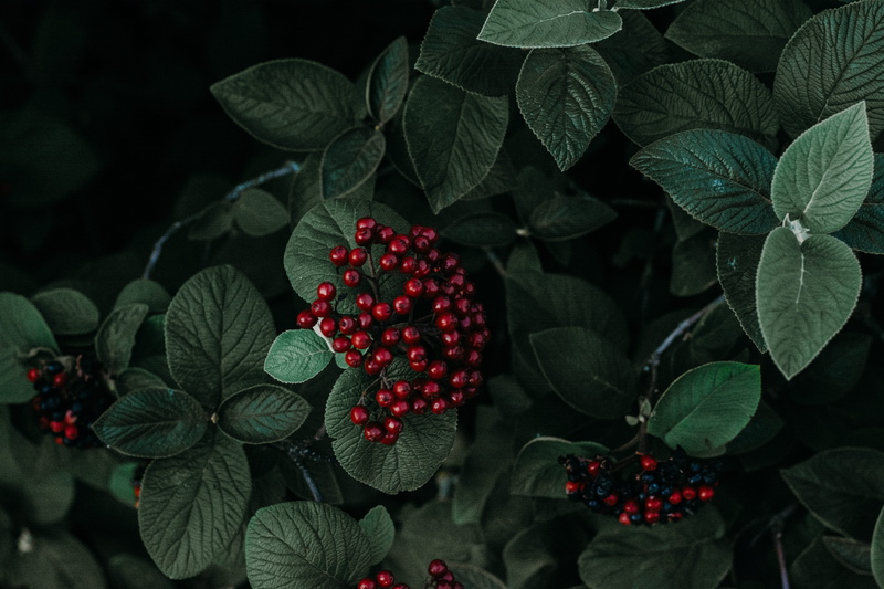 leaf, green, dark, red berries, plants, plant part, red, healthy eating, close-up, fruit, berry fruit, berries, beautiful, ripe, growth, 5K, HD