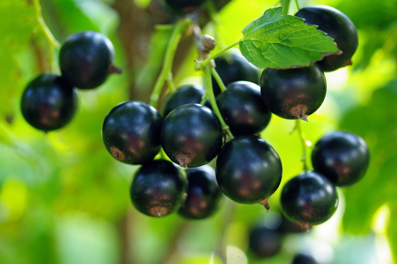 cottage, black currant, berries, July, vitamins, beauty, black color, harvest, macro, nature, fruit, currants, 1080P