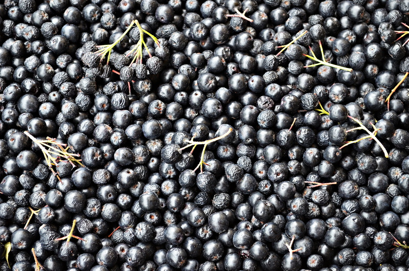 small fruit, agriculture, no people, eat, jam, ant, a collection of, fruiting, kitchen, food, compote, eating, invertebrate, 4K, black color, closeup