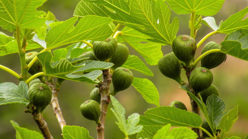 ripe, nature, outdoors, figs, 5K, green color, freshness, plant, food, plant part, green, leaves, tree, leaf, fruit wild, dry fruit, food and drink, agriculture