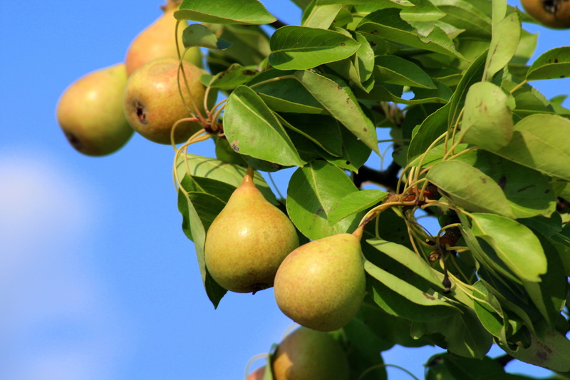 pears, healthy eating, day, freshness, maturation, wellbeing, fruit tree, no people, sky, growth, ripe, summer, fruit, nature, outdoors, food, close-up