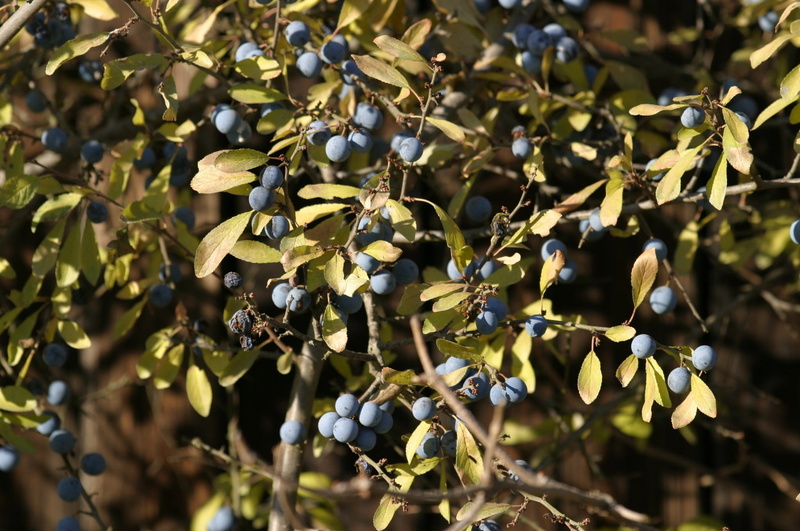 Fruits, close-up, 1080P, blue, plant part, freshness, no people, bush, healthy eating, schlehendorn, Sloes, fruit, selective focus, focus on foreground