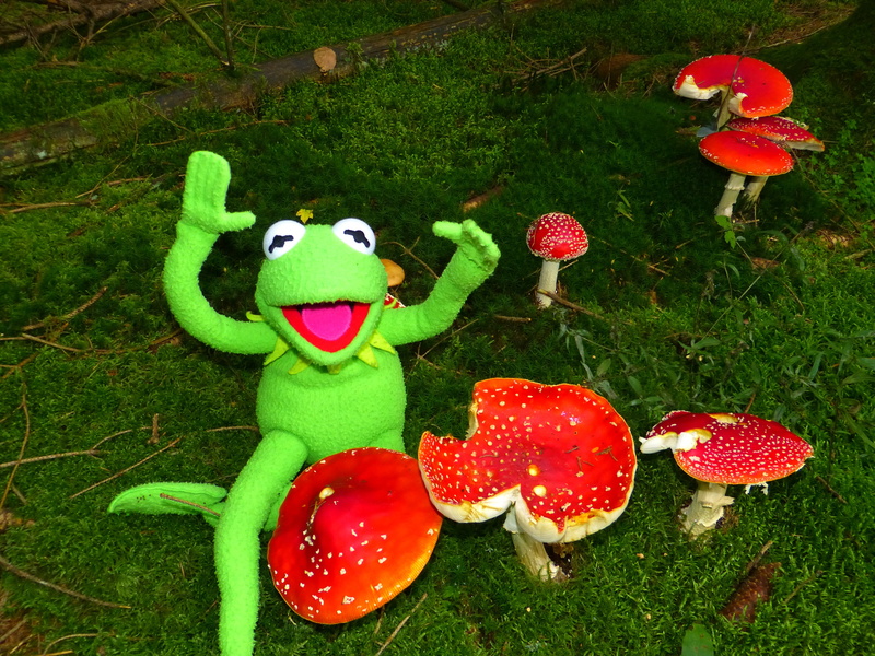 close-up, day, look forward, fungus, field, green, grass, high angle view, mushroom, plant, red, creativity, land, frog, green color, animal representation
