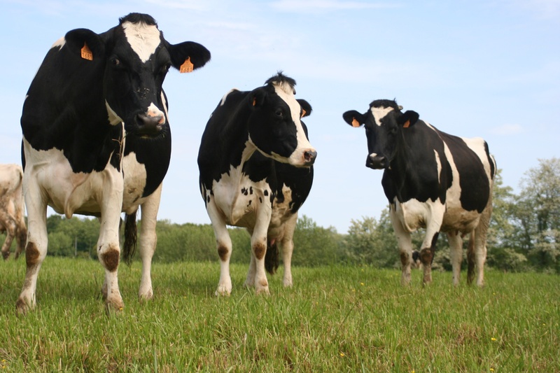 land, domestic animals, vertebrate, livestock, no people, cattle, three, herbivorous, grass, browse, pets, environment, animal themes, landscape, herd