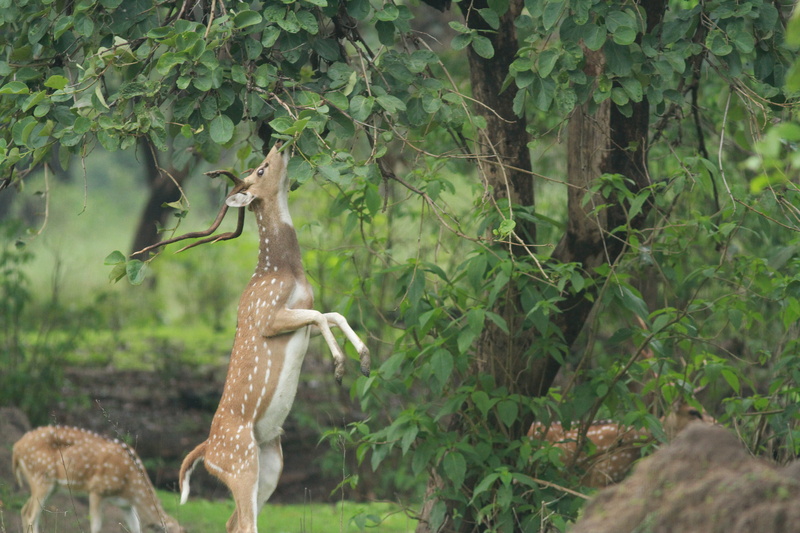 animals in the wild, cheetal, nature, outdoors, growth, tree, spotteddeer, animal themes, deer, herbivorous, no people, india, kanha, mammal, animal, plant
