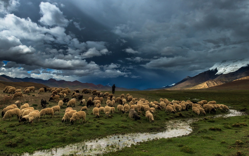 Prairie, Field, River, Sheep, 2K