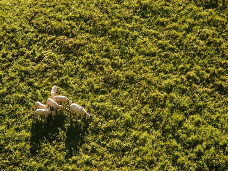 group, foliage, growth, beauty in nature, outdoors, high angle view, full length, sheep, green color, nature, aerial view, land, lush foliage, field, flock of sheep