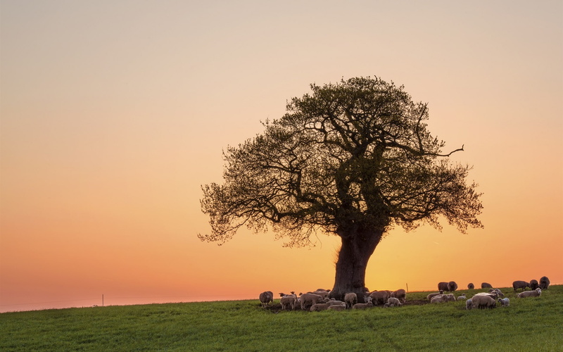 Sunset, Pasture, 1080P, Tree, Sheep, Evening, Pink