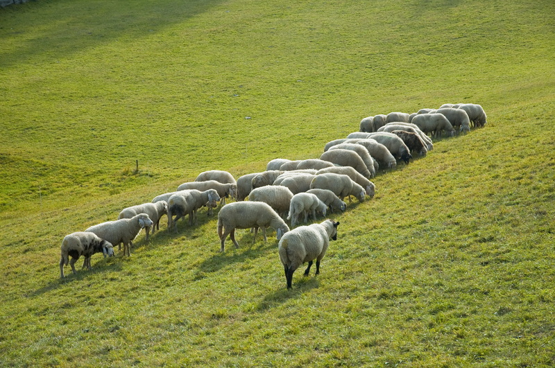 herbivorous, livestock, lamb, grazing, landscape, green color, nature, farm, no people, animals, vertebrate, plant, grass, flock, mammal, animal world