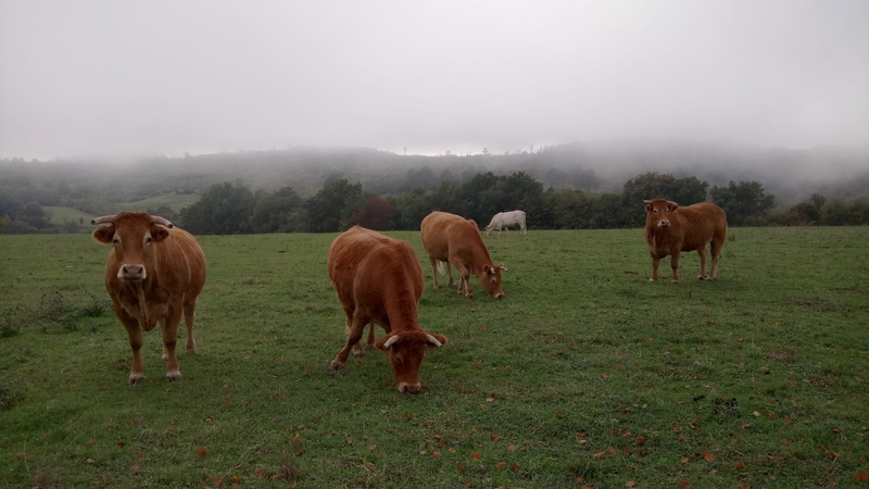 landscape, ruminant, mist, no people, france, land, outdoors, pre, grass, browse, cow, breeding, cows, animal, field, livestock, domestic animals, herd