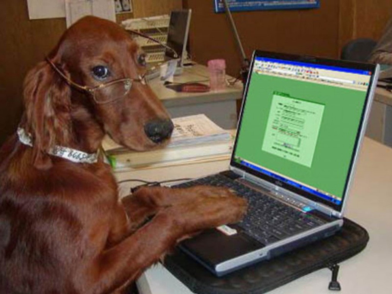 art, browsing, dogs, 480P, dog, officer, IT officer, animals, educated, hd