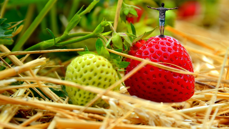 Freedom, photo, standing, healthy eating, Woman, selective focus, Miniature, food and drink, day, focus on foreground, manipulation, nature, immature, berry fruit