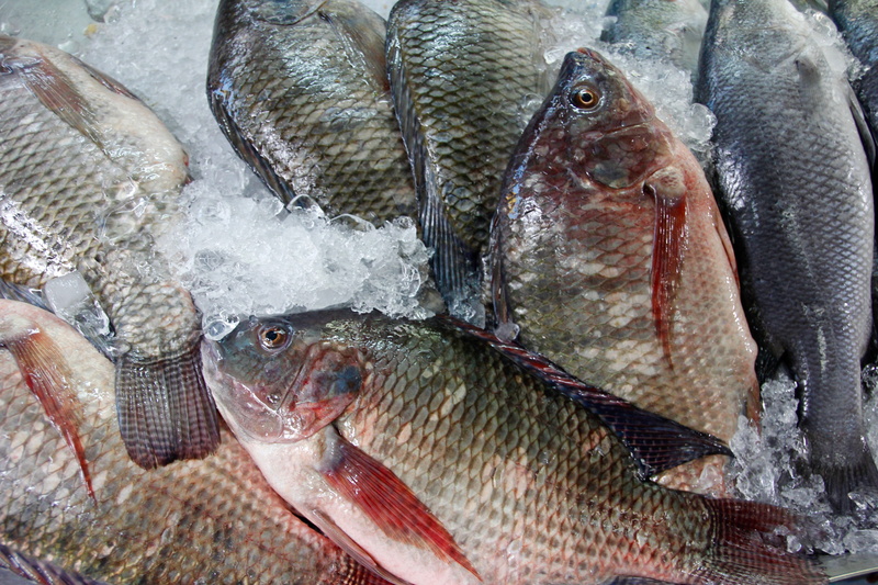 sea animals, market, fish market, market stall, for sale, retail, eat, cold temperature, vertebrate, food and drink, animal, sale, no people, fish, retail display