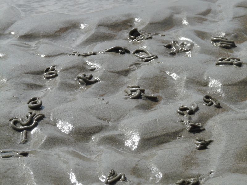 low tide, day, nature, shallow, intertidal zone, sea, animal themes, beach, cold temperature, schlick, tranquility, sand, backlighting, north sea, sparkle