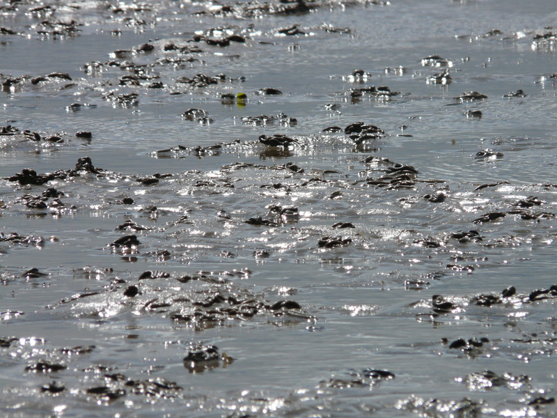 no people, animal, sunlight, nature, group of animals, water, beauty in nature, sea, schlick, animal wildlife, waterfront, swimming, animals in the wild