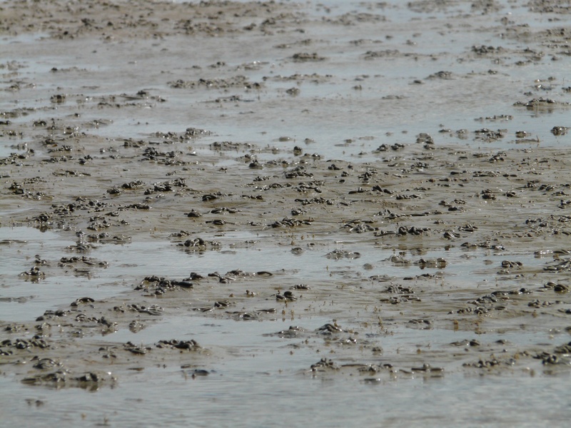 full frame, nature, 2K, wet, sand watt, no people, animal wildlife, watt worm pile, low tide, beauty in nature, wadden sea, day, coasts, backgrounds, sand