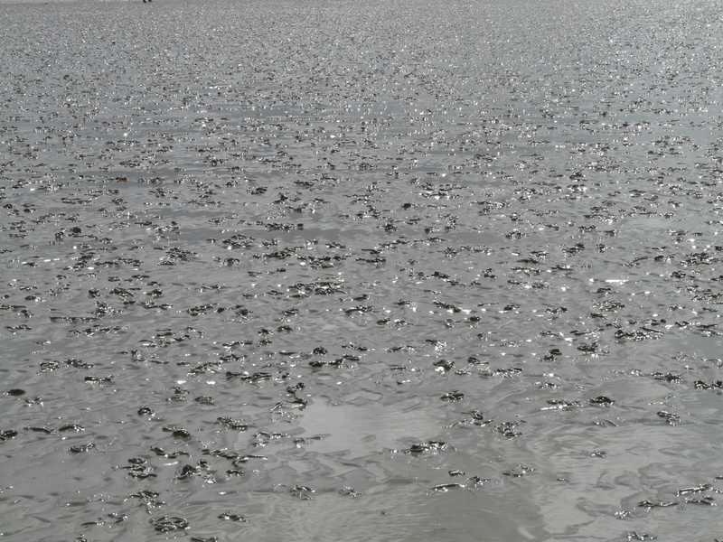 wet, Watts, water, intertidal zone, idyllic, coasts, Wadden Sea, day, beauty in nature, textured, full frame, Schlick, beach, gloss, tranquility, environment